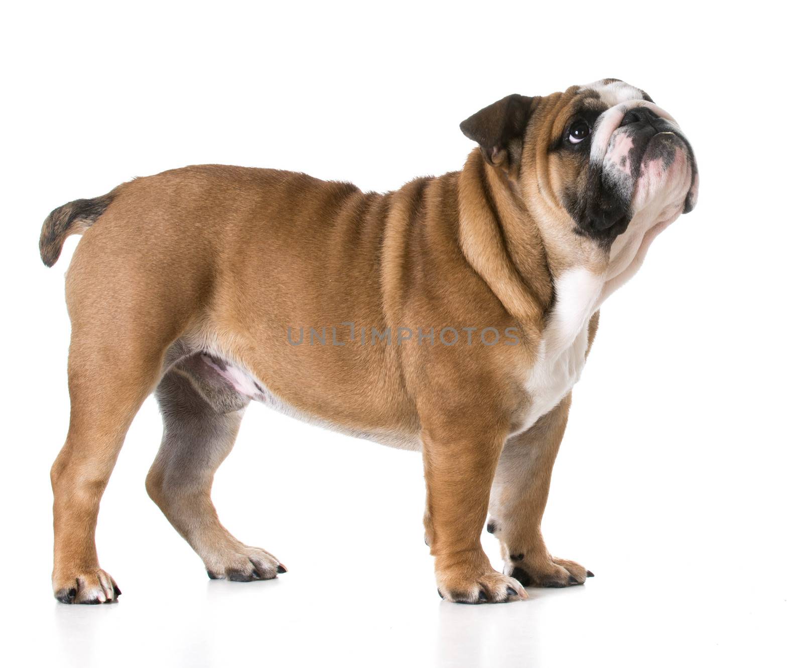 bulldog puppy looking up on white background - 6 months old