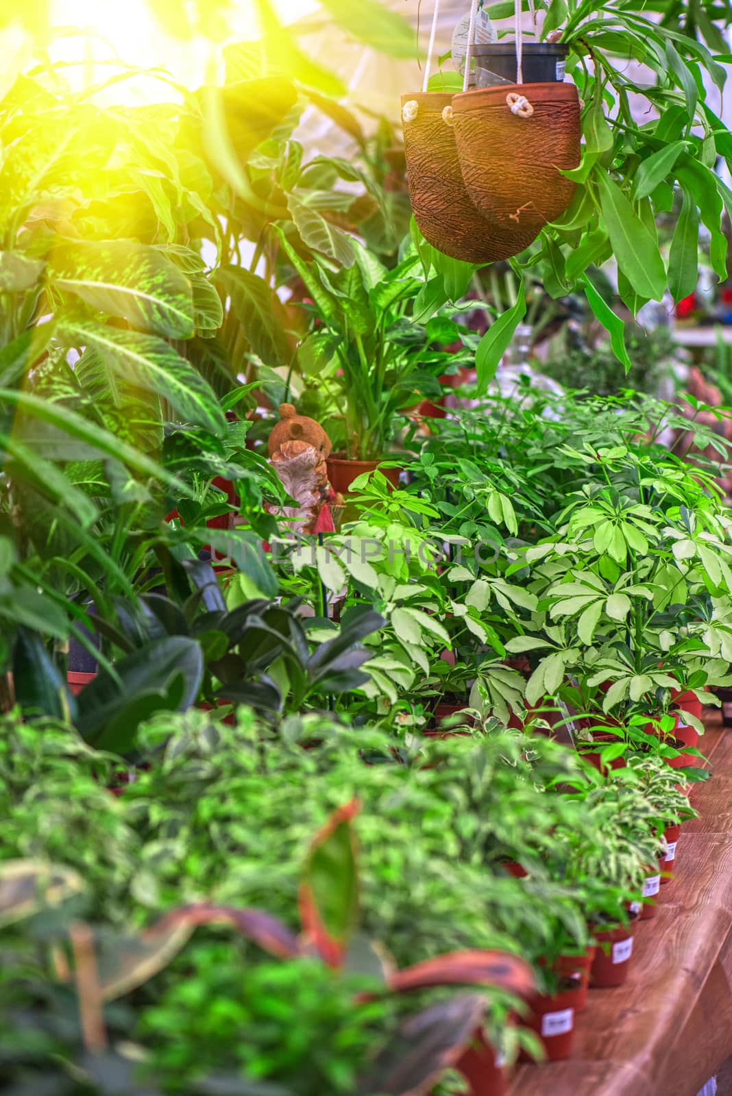 many green at garden in sunny day
