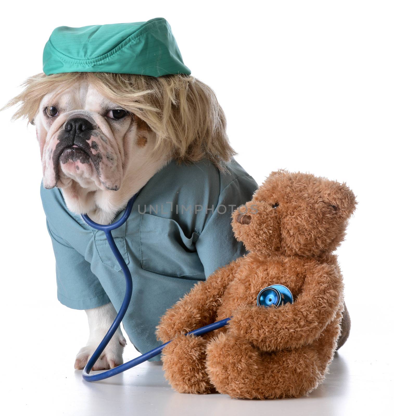 veterinary care - bulldog dressed like a doctor listening to the heart of a stuffed teddy bear