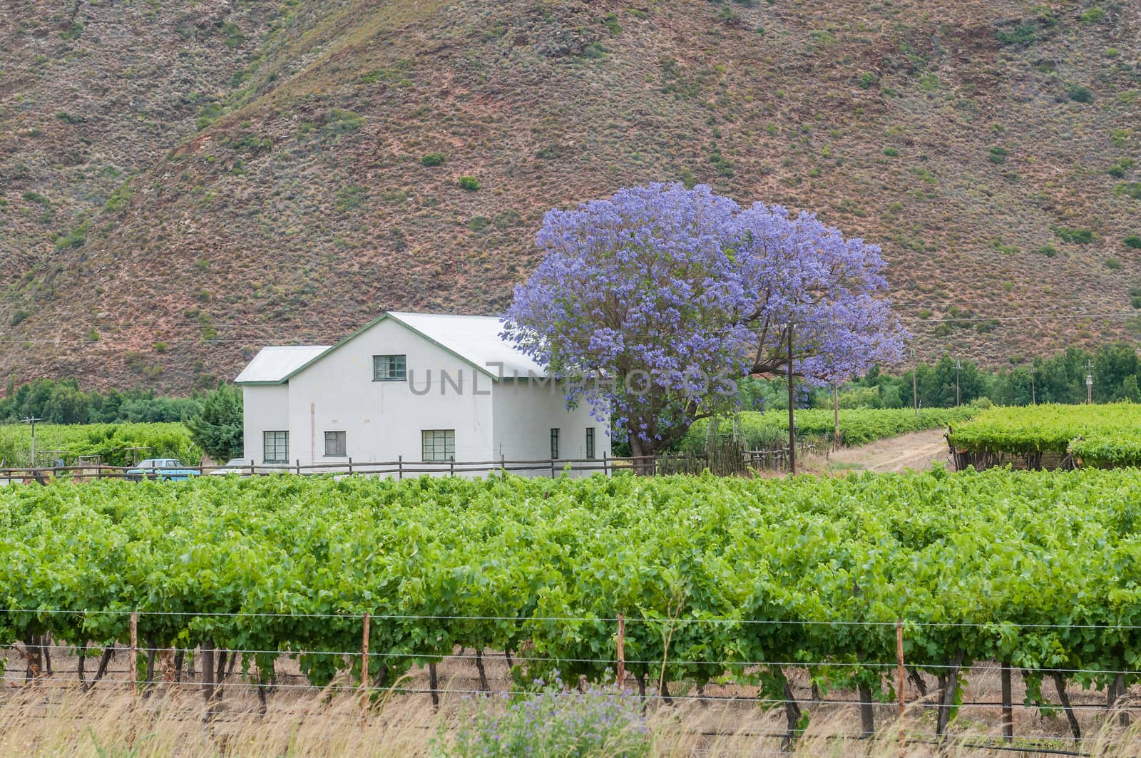 View of a farm house and vineyards in the Hex River Valley