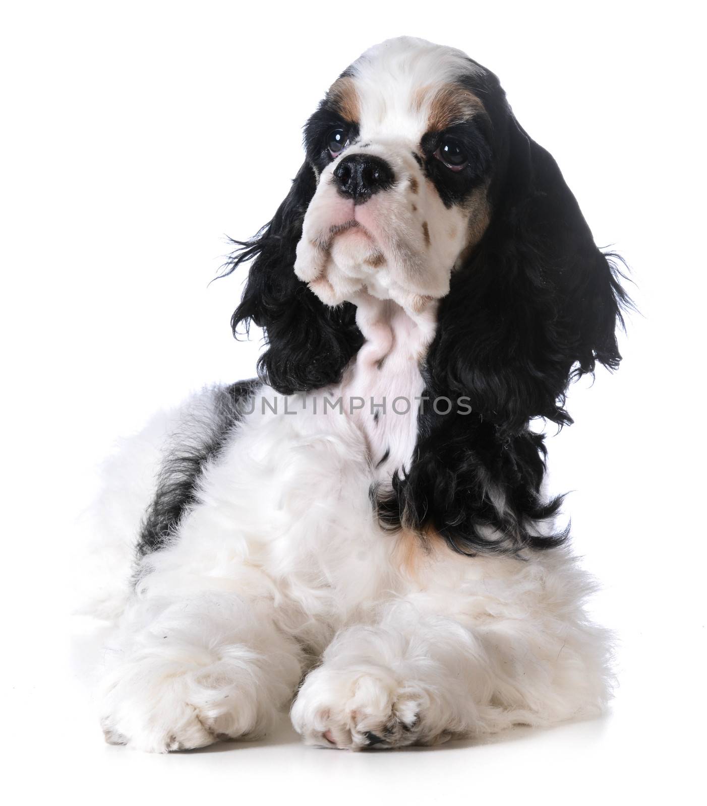 american cocker spaniel puppy laying down on white background