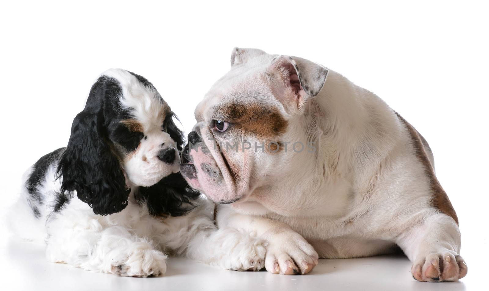 two puppies - american cocker spaniel and english bulldog puppies on white background