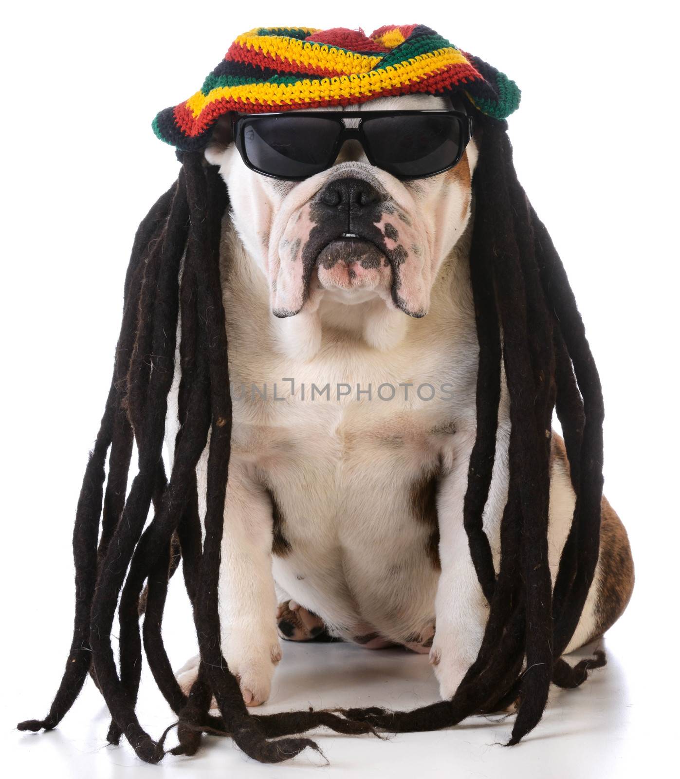 funny dog with dreadlock wig on white background