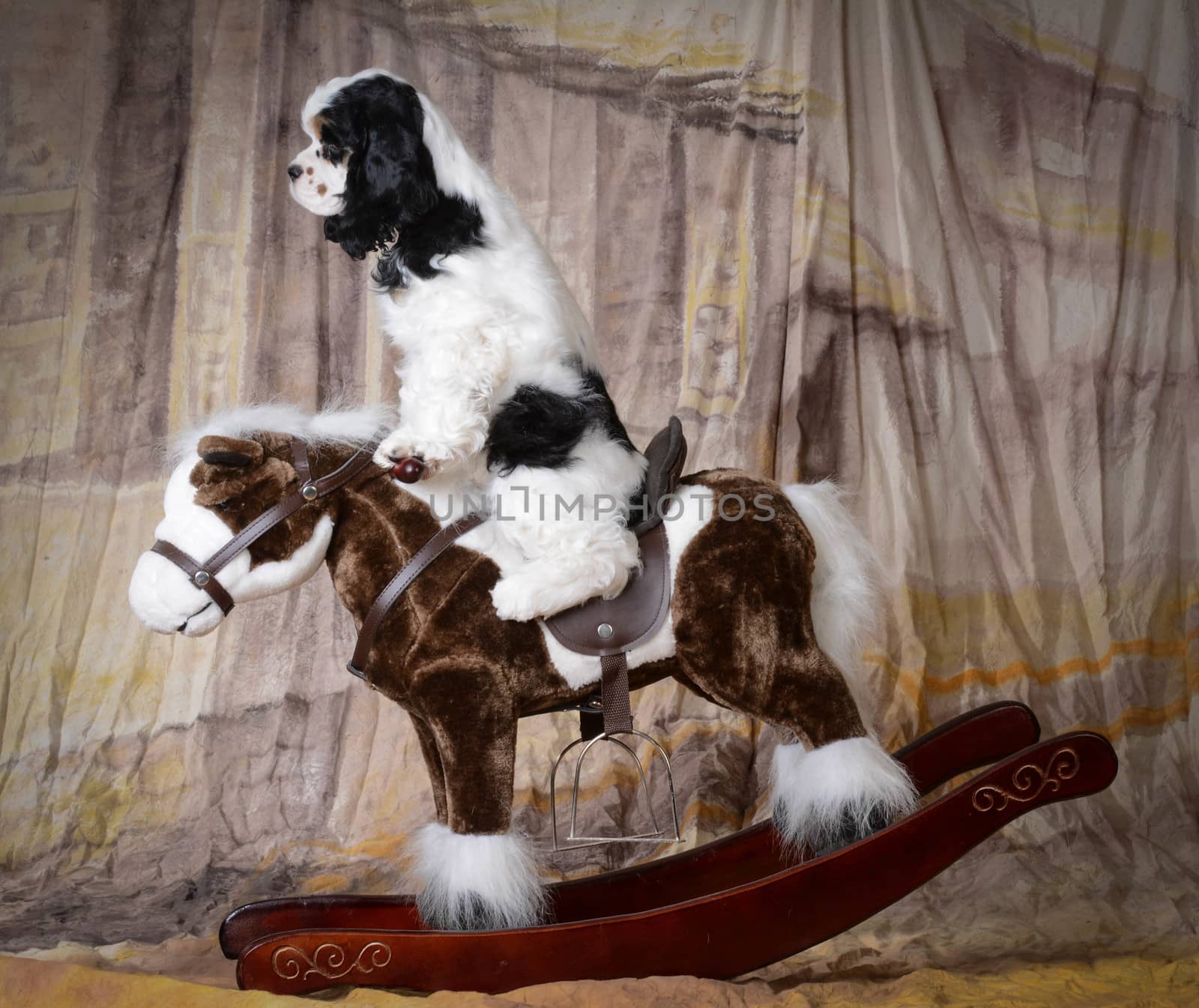 dog riding a rocking horse - american cocker spaniel puppy