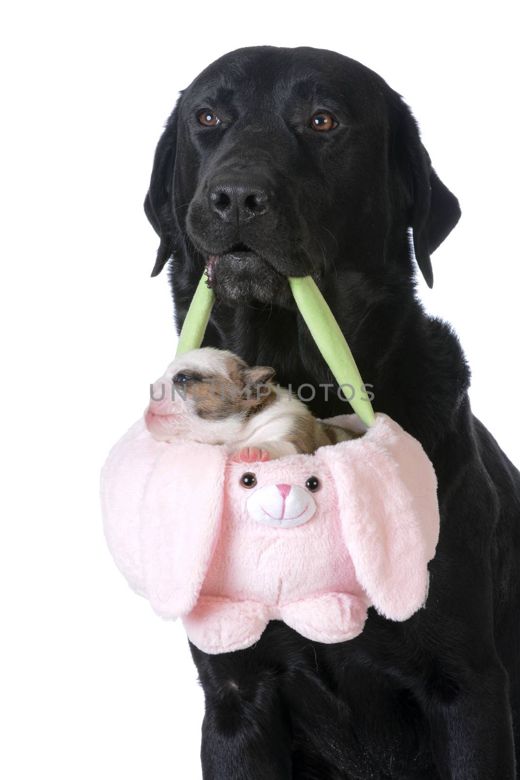 dog holding a basket with a puppy inside on white background