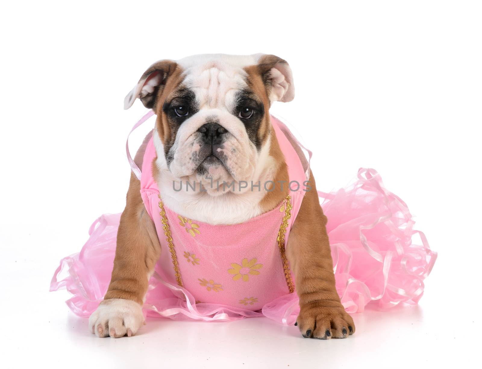 spoiled dog - english bulldog dressed up like a ballerina on white background