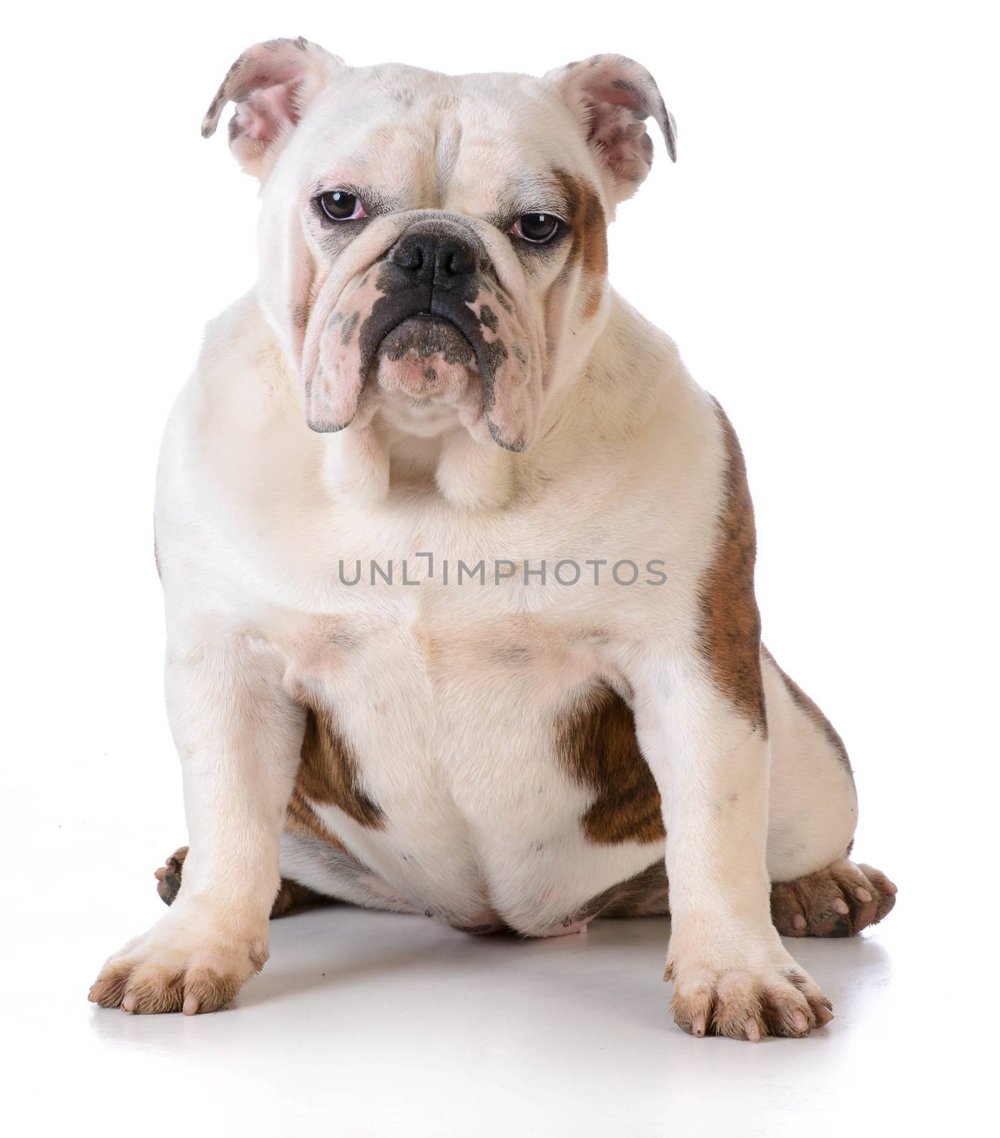 dog with muddy feet - bulldog sitting on white background