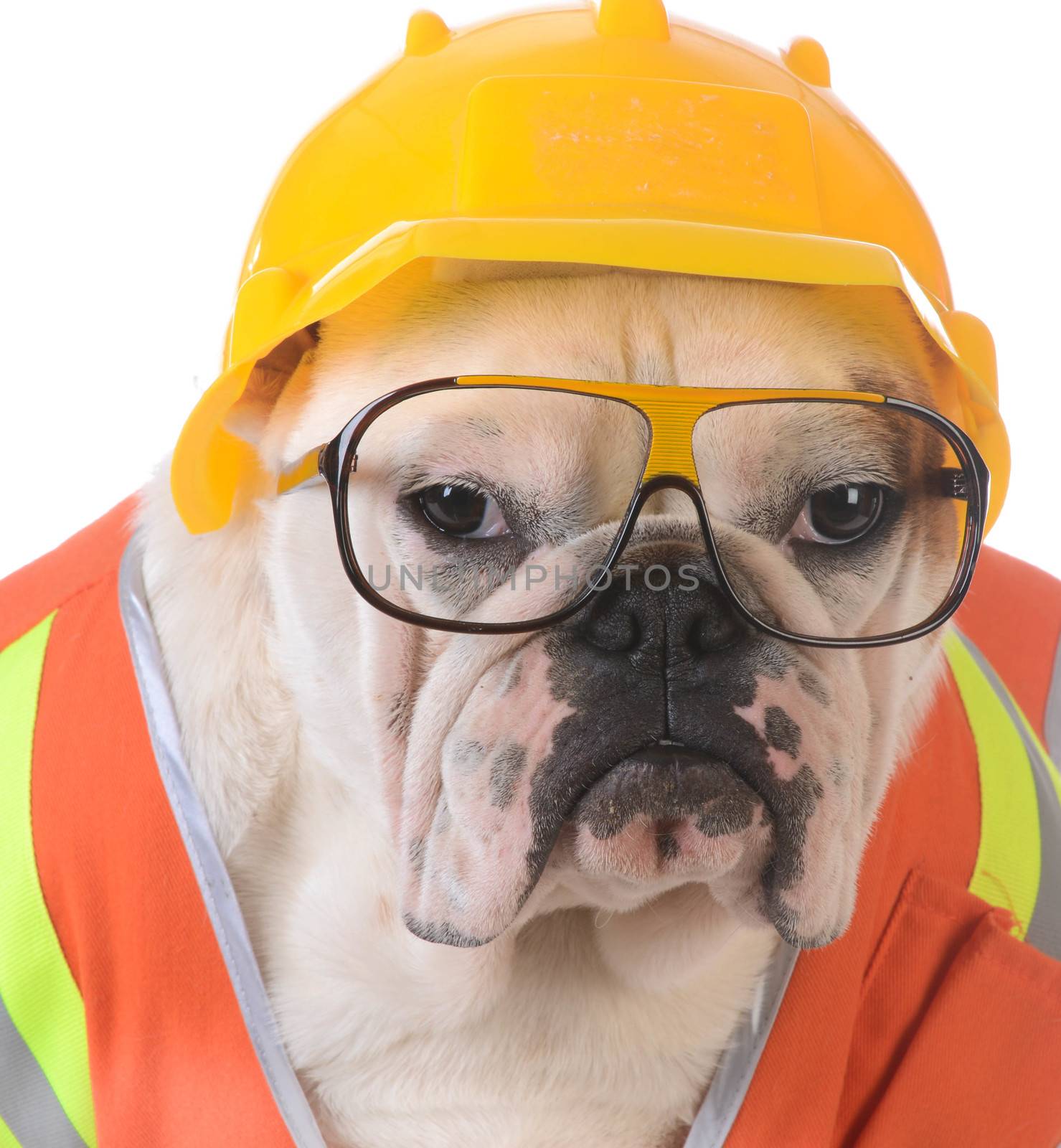 working dog - bulldog dressed up like construction worker on white background