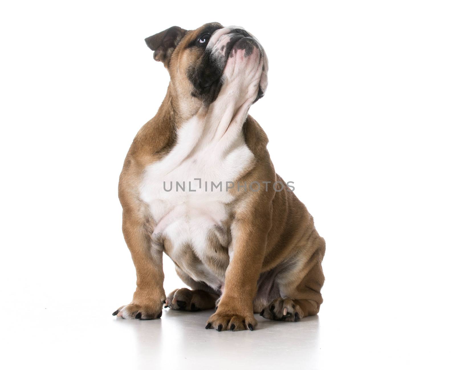 cute puppy - bulldog puppy looking up on white background