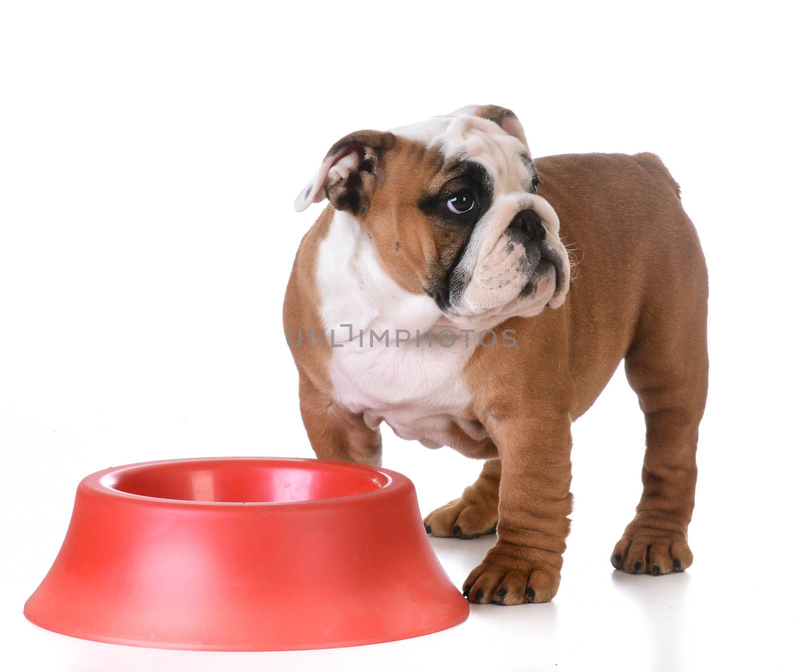 feeding the dog - bulldog puppy standing at dog bowl waiting to be fed