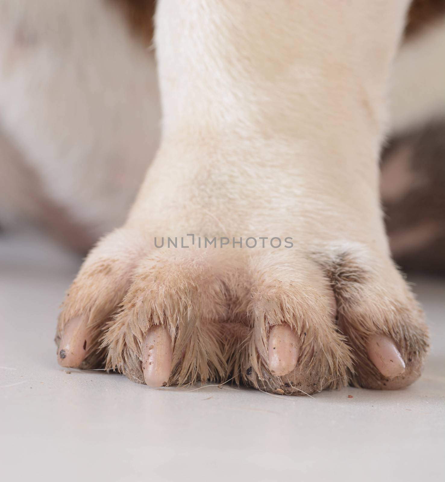 dirty dog feet by willeecole123