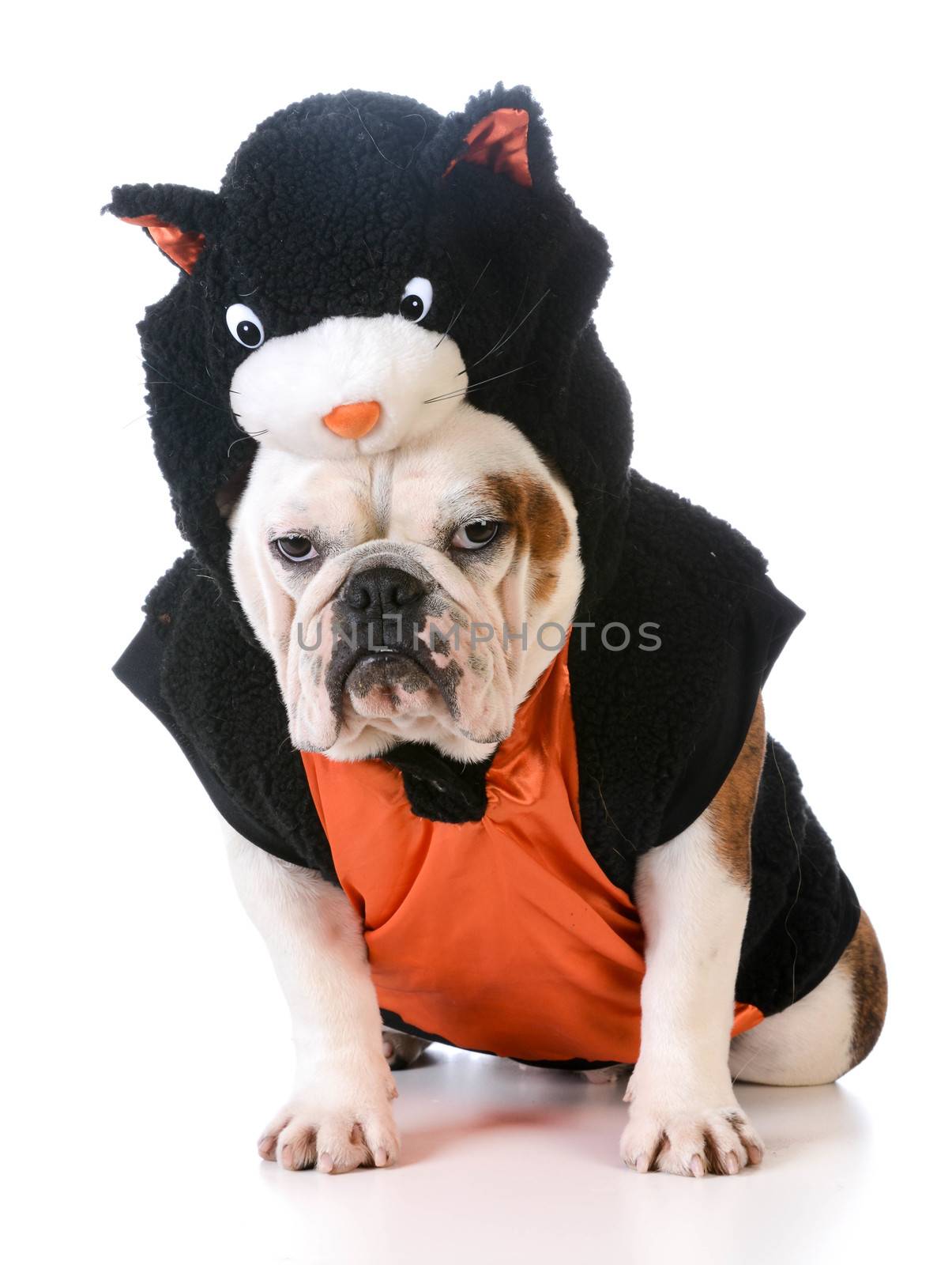 dog wearing cat costume by willeecole123