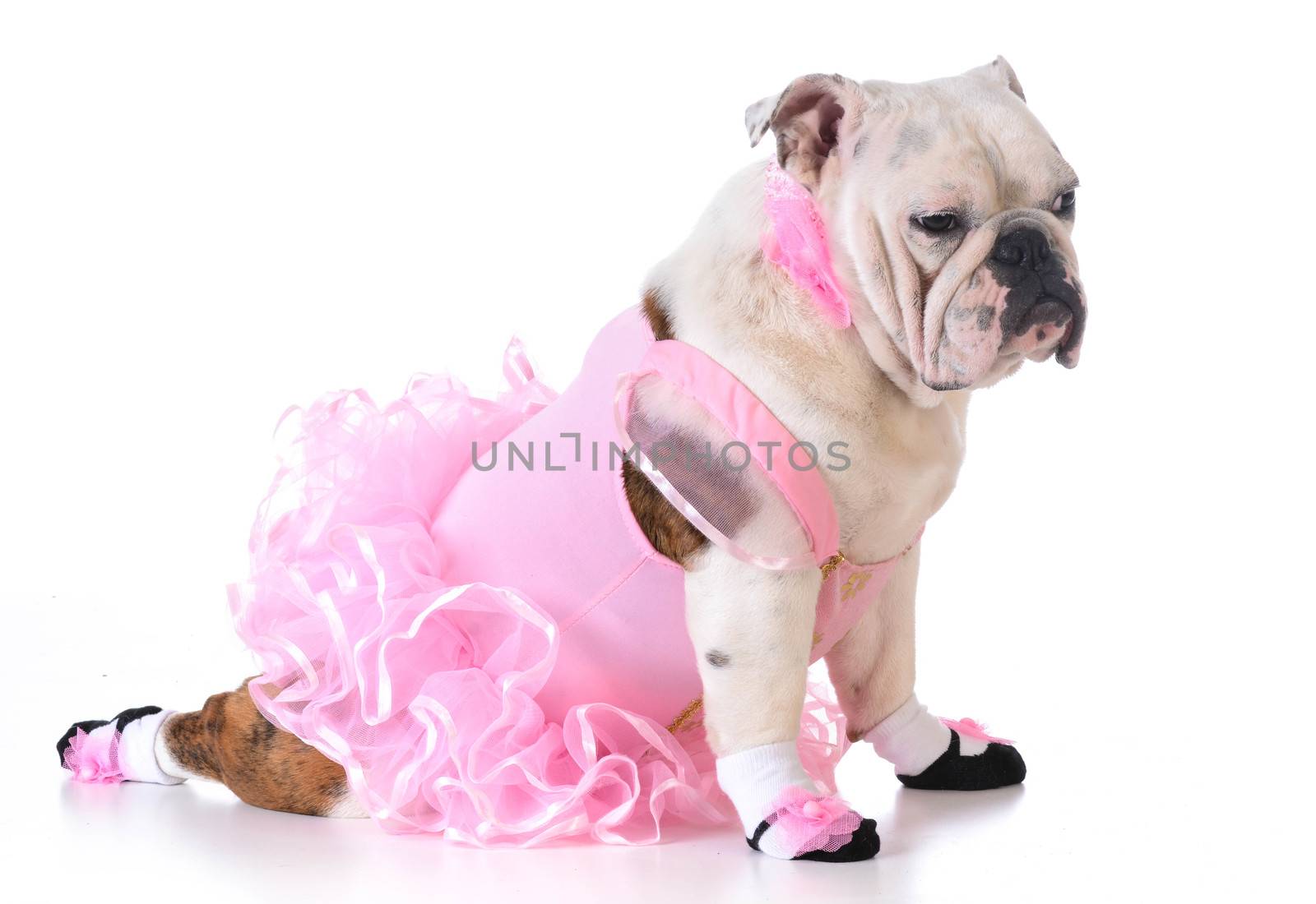 bulldog ballerina by willeecole123
