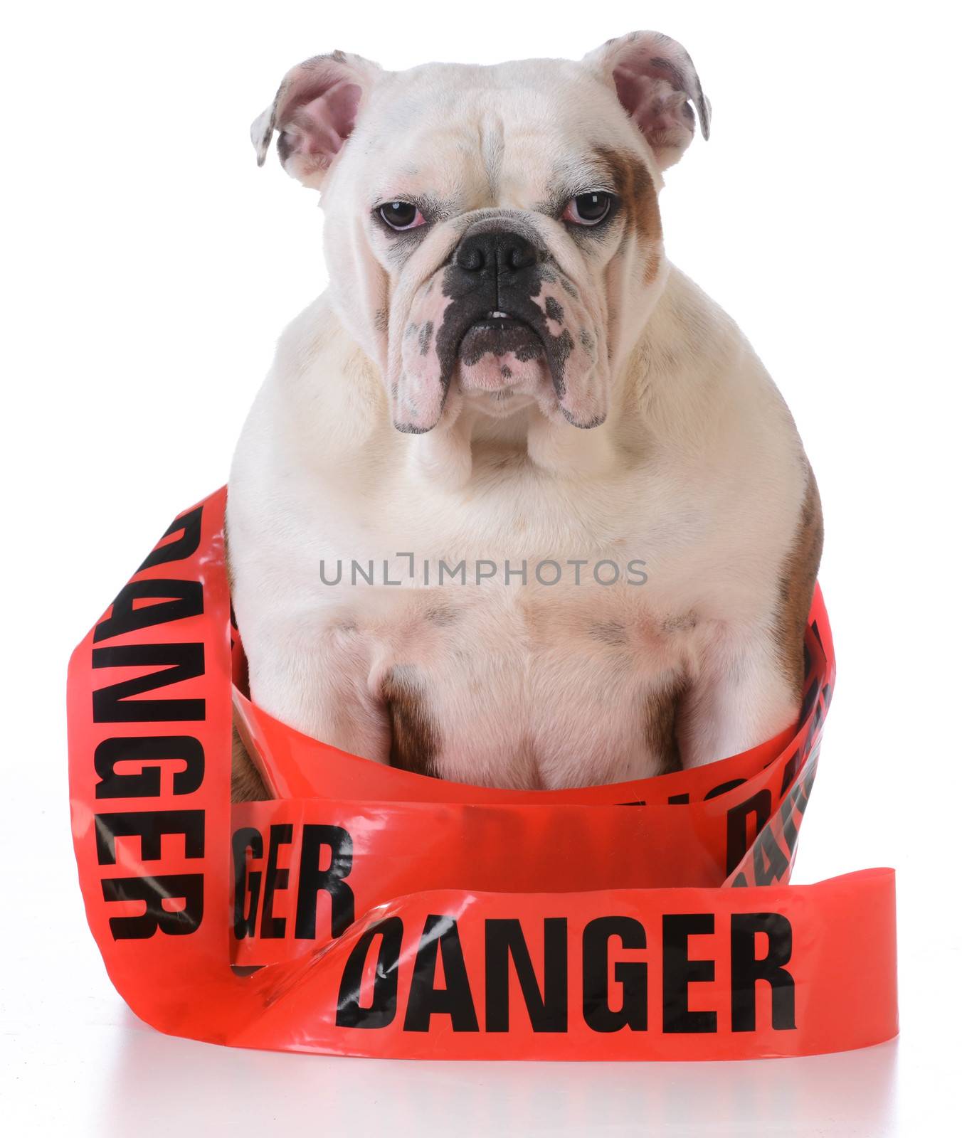 naughty dog - bulldog with danger tape wrapped around body on white background