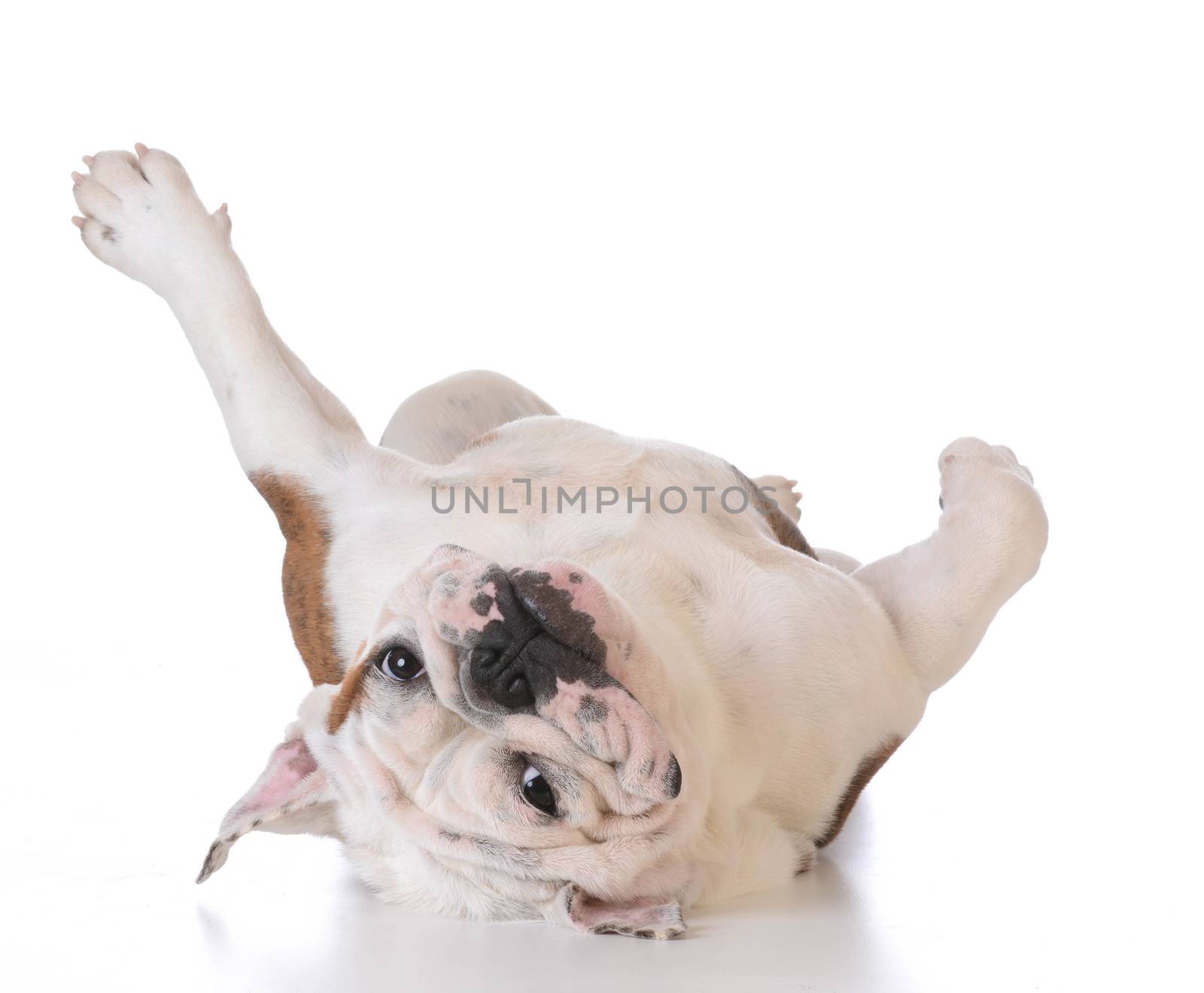 itchy dog - bulldog laying upside down looking at viewer on white background