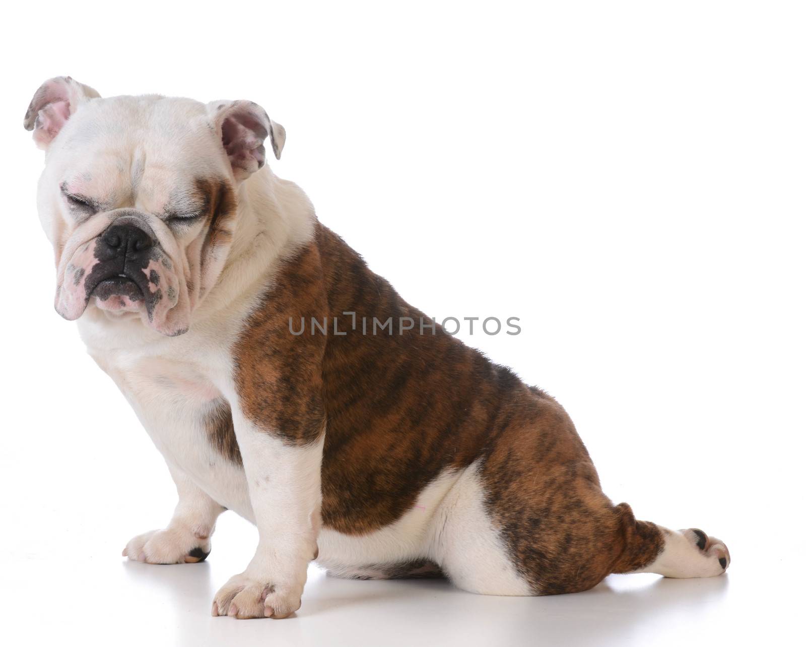 cute bulldog puppy sitting with back leg stretched out behind on white background