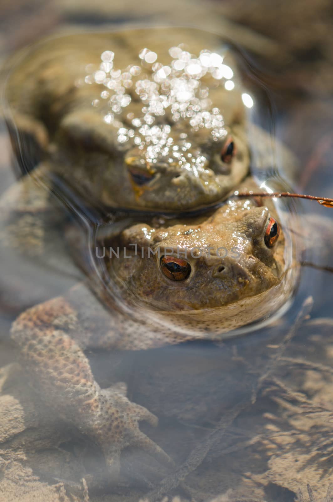 Close up of Mating of toads, Bufo, in water