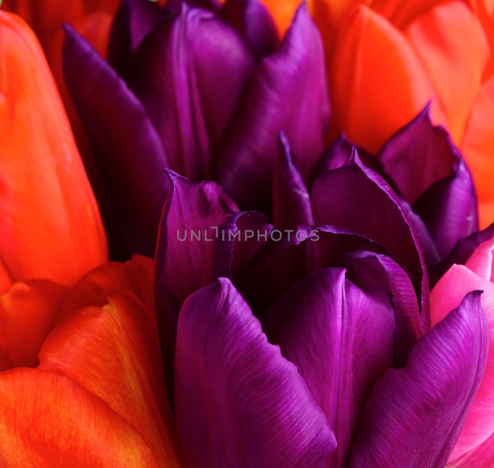 Macro view of tulip flowers by Valengilda