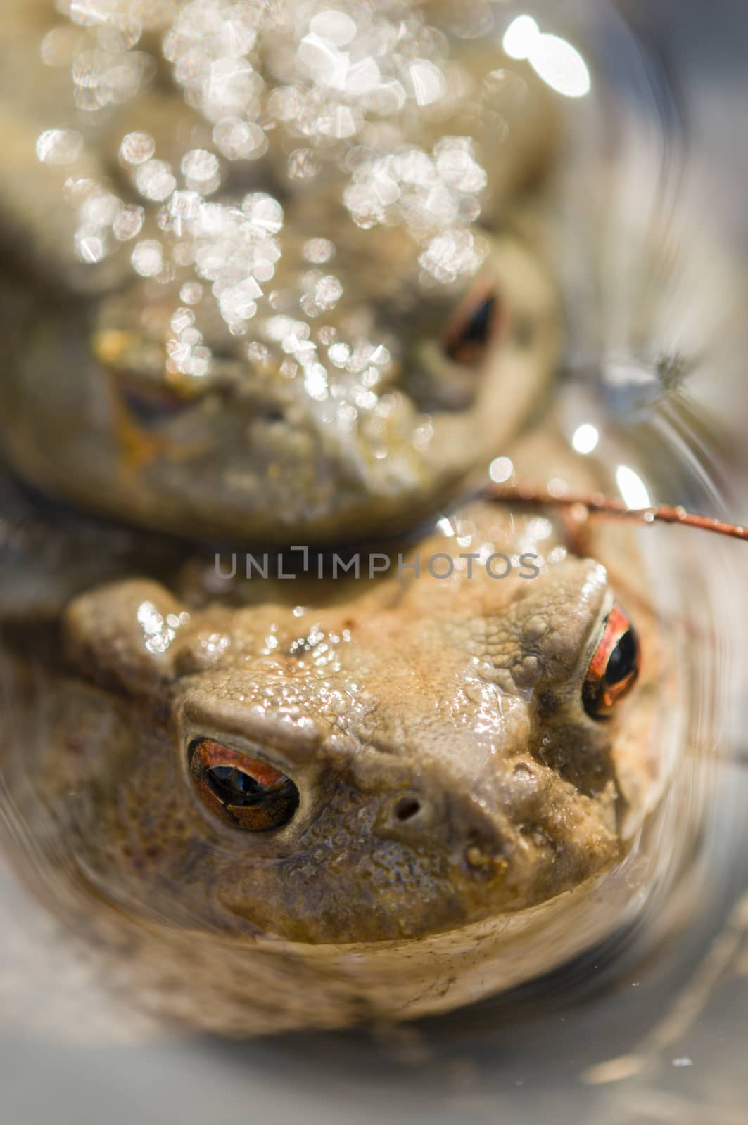 Close up of Mating of toads, Bufo, in water