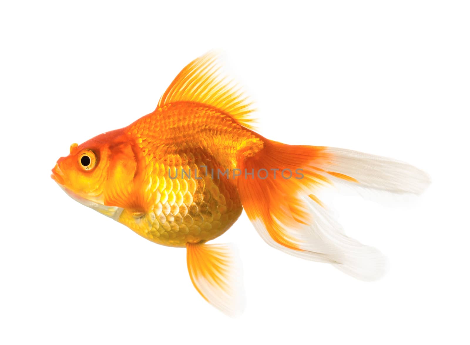 Gold fish isolated on white background