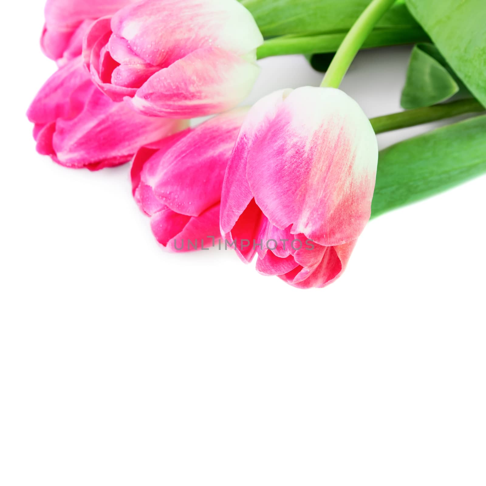 Pink tulips by Valengilda