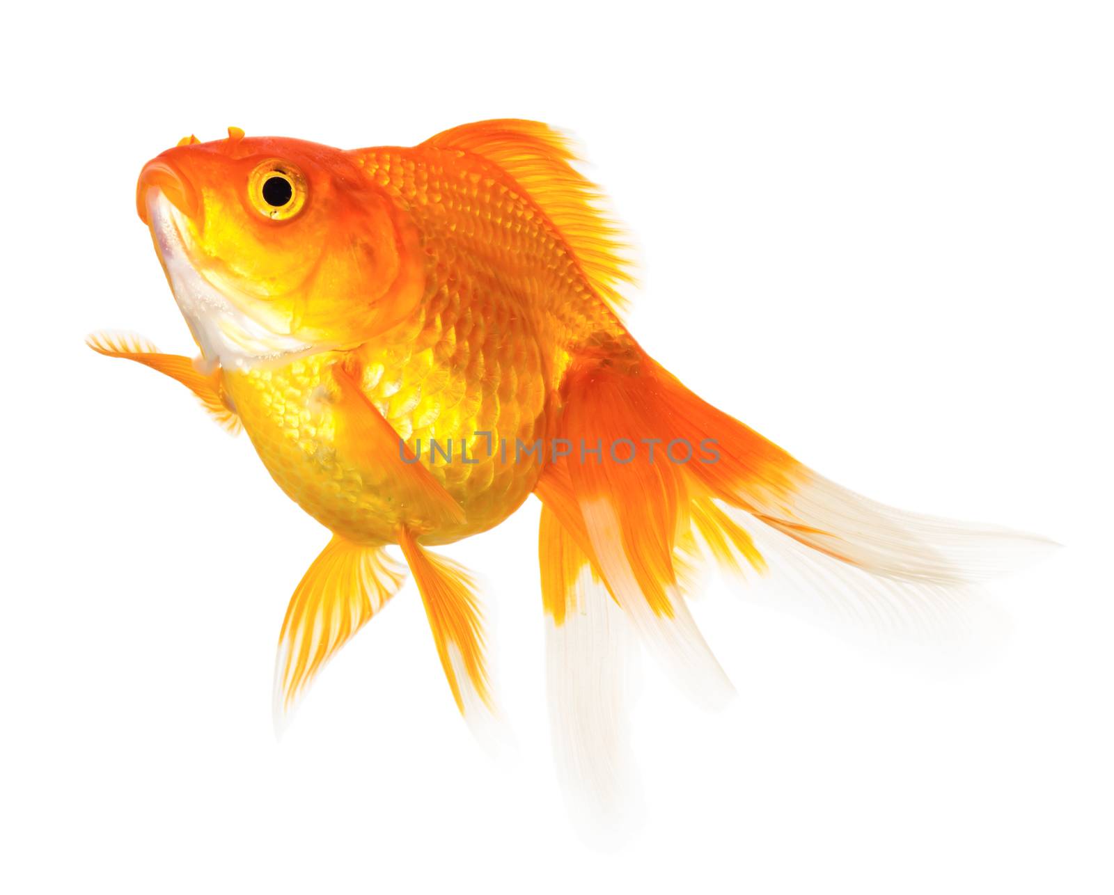 Gold fish isolated on white background