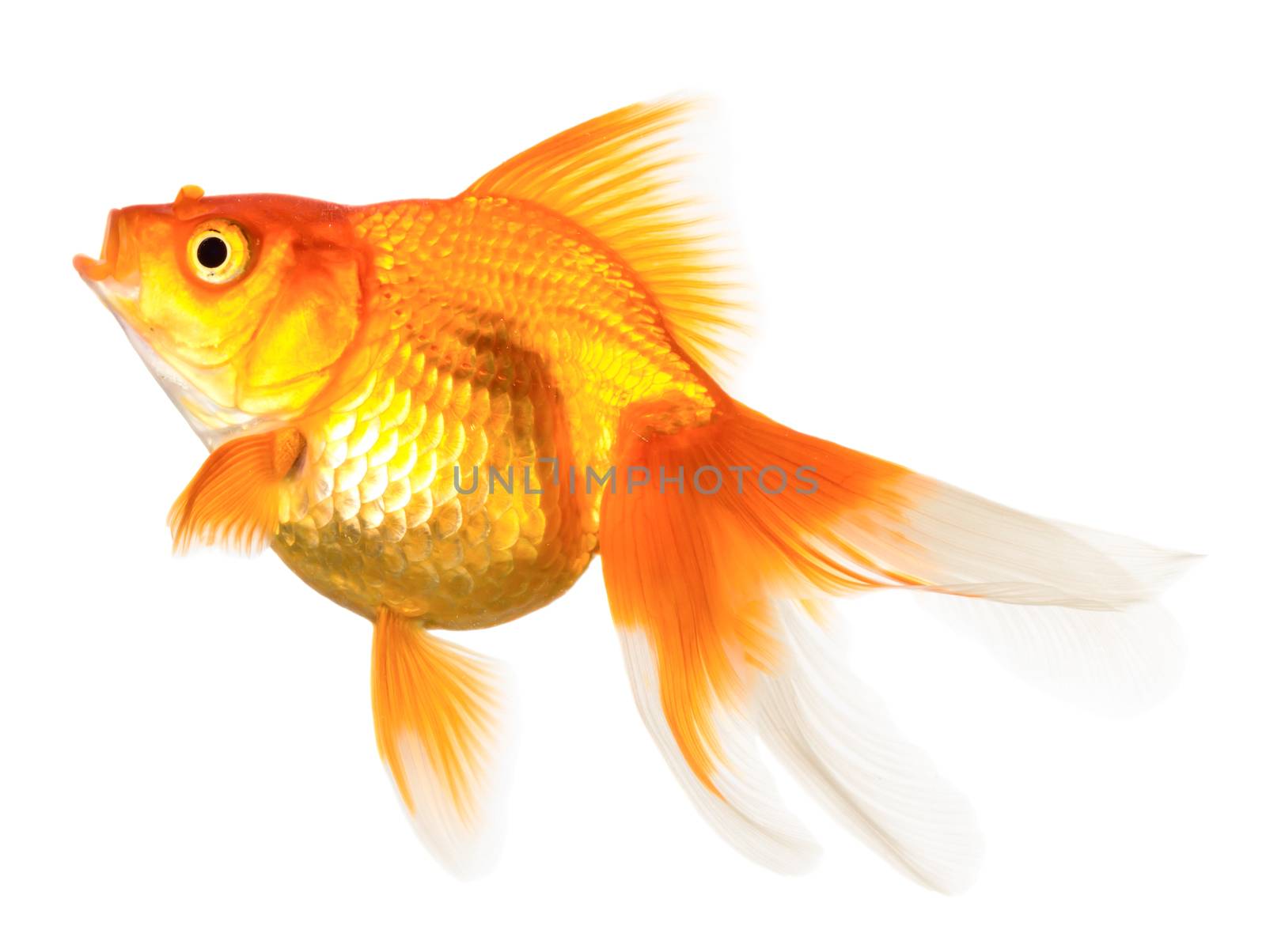 Gold fish isolated on white background