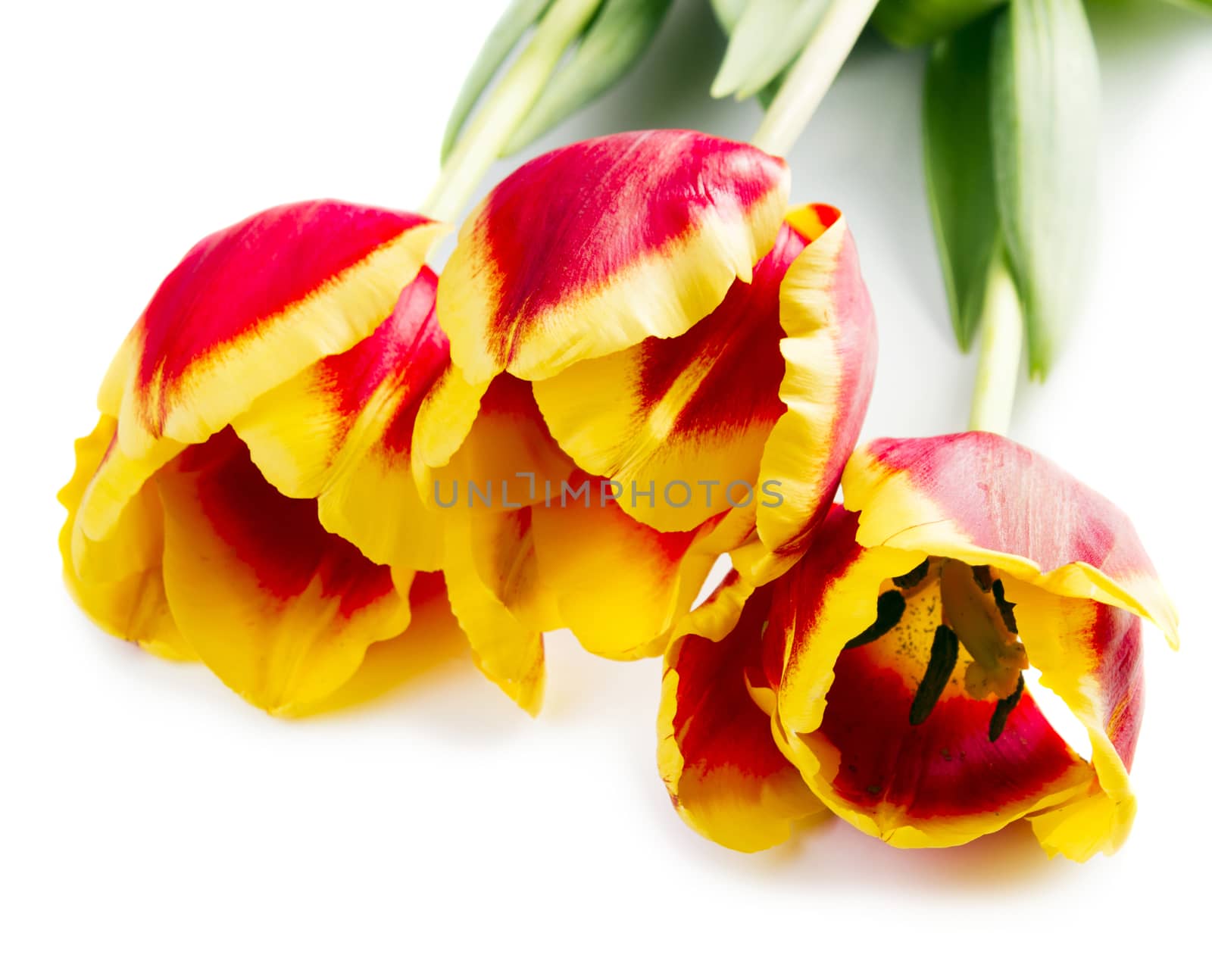 Three red tulips isolated on white