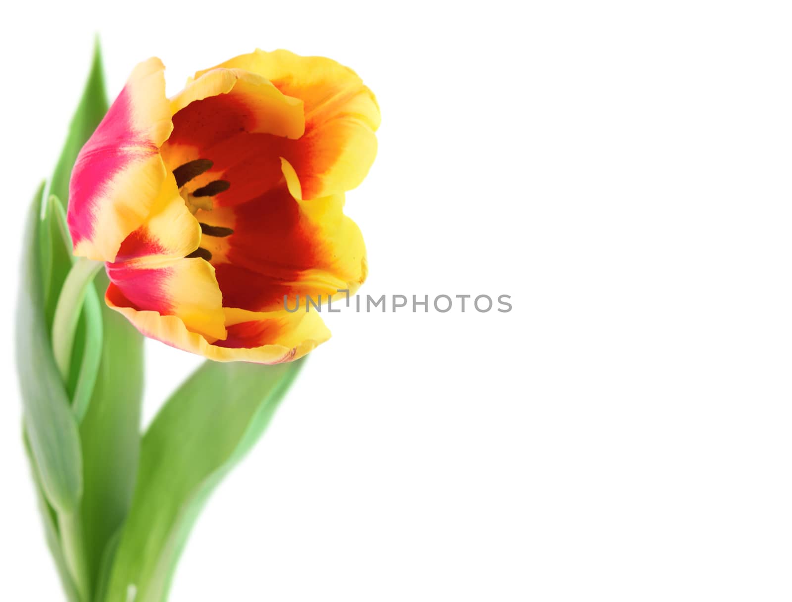 One spring tulip with copy space isolated on white background