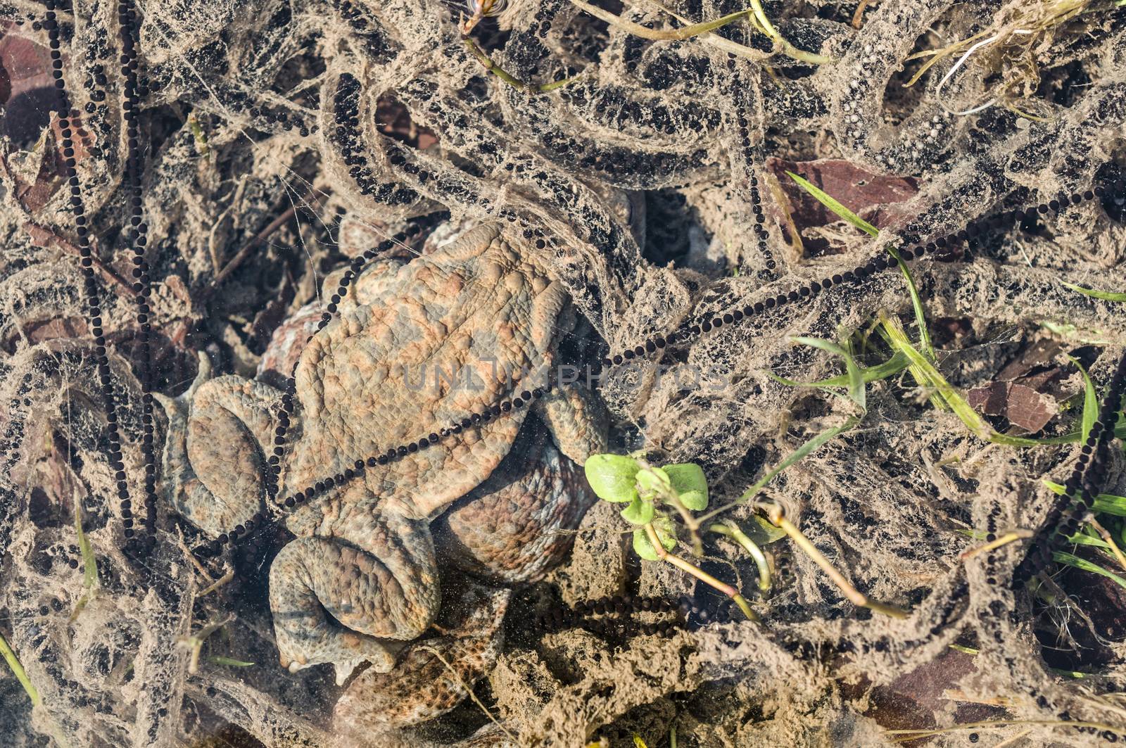 Close up of Mating of toads, Bufo, in water with black eggs
