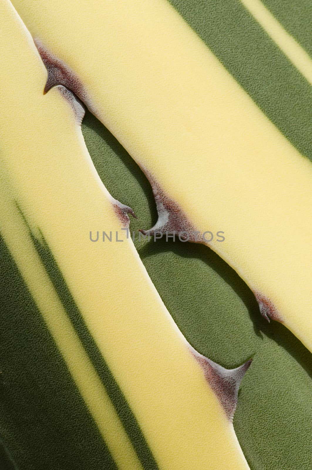 Detail of succulent plant Agave tip of leaf in the sun