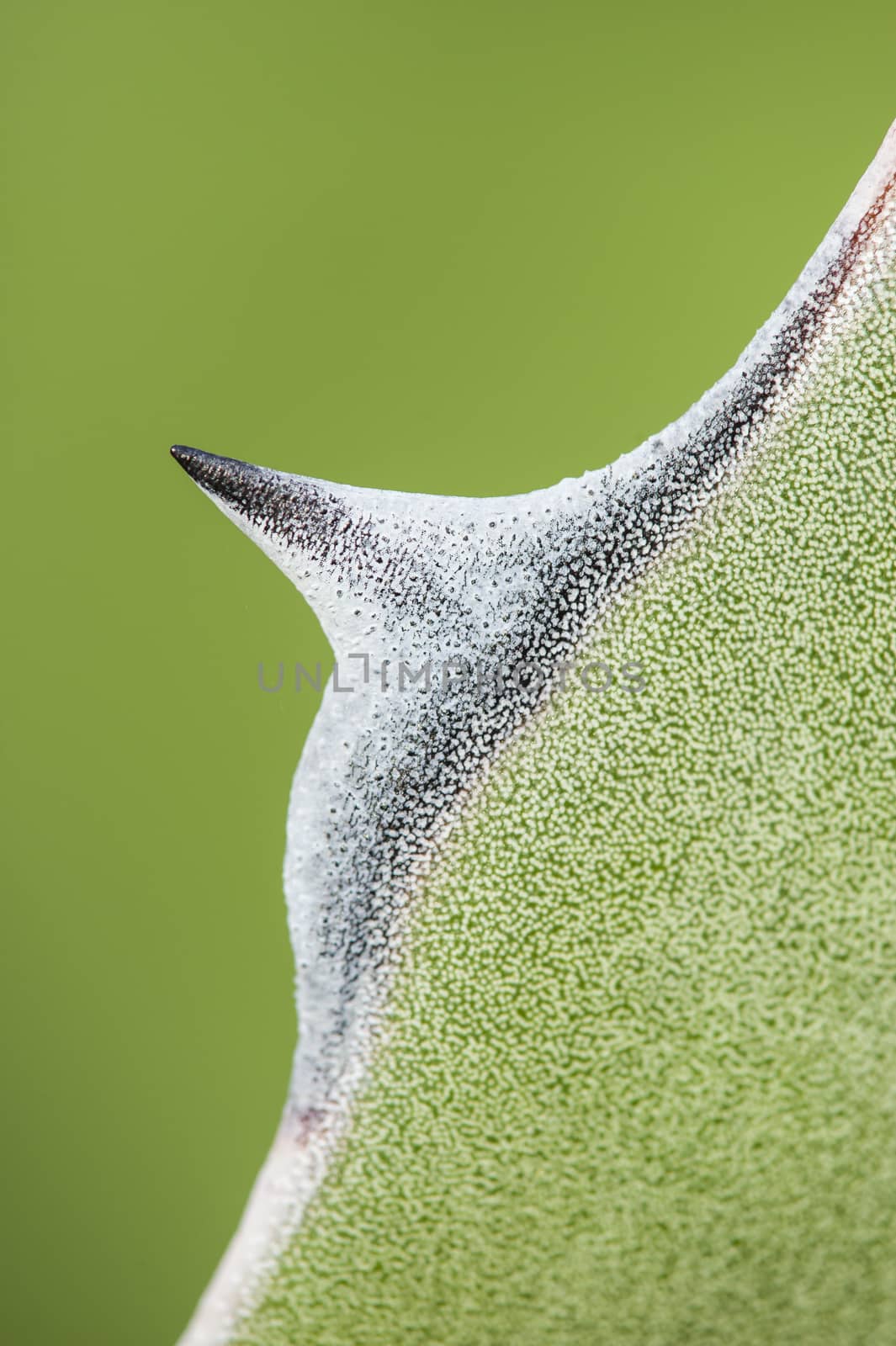 Detail of succulent plant Agave tip of leaf in the sun
