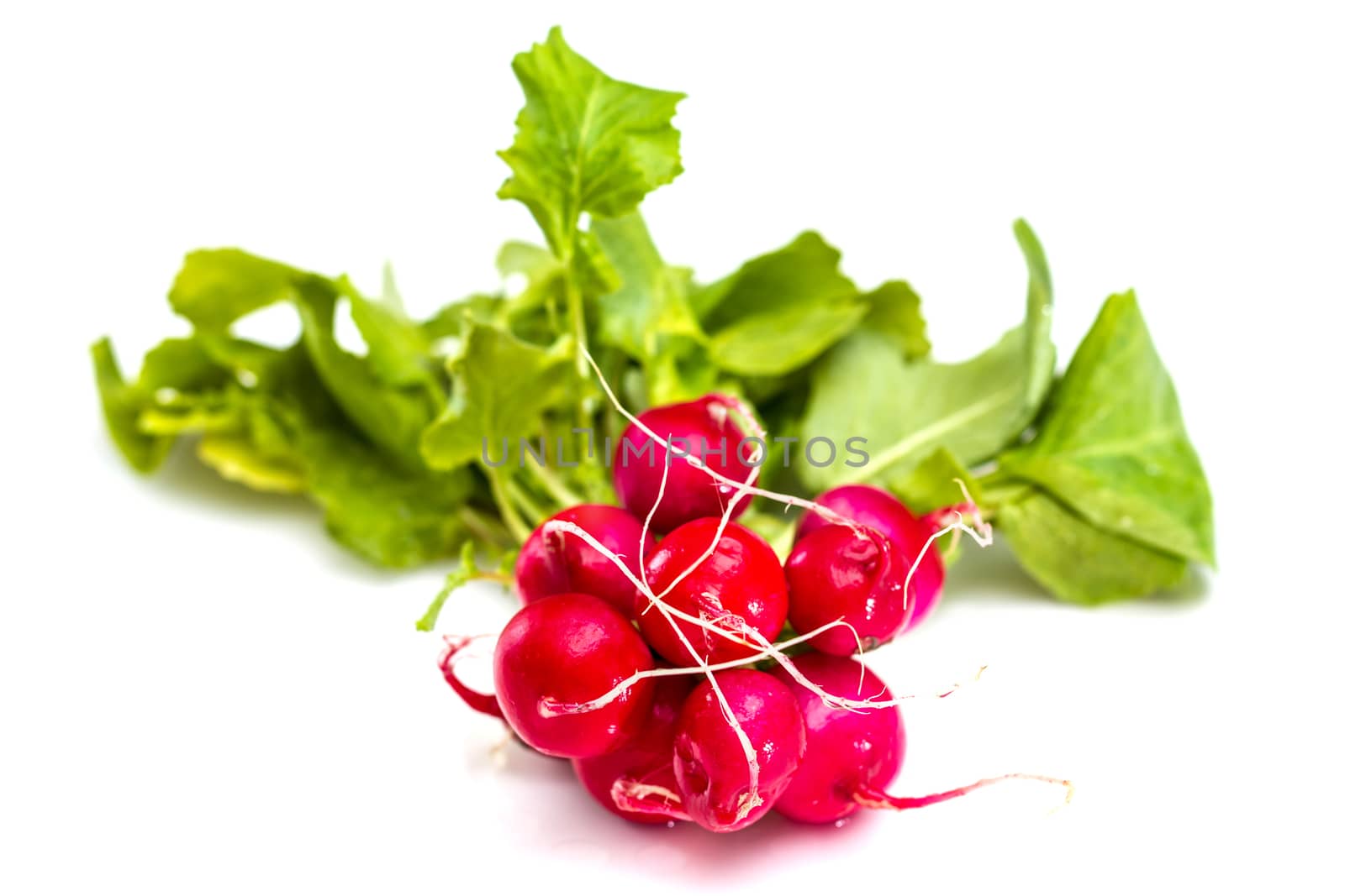 Bunch of fresh red radishes with green tops isolated on white background
