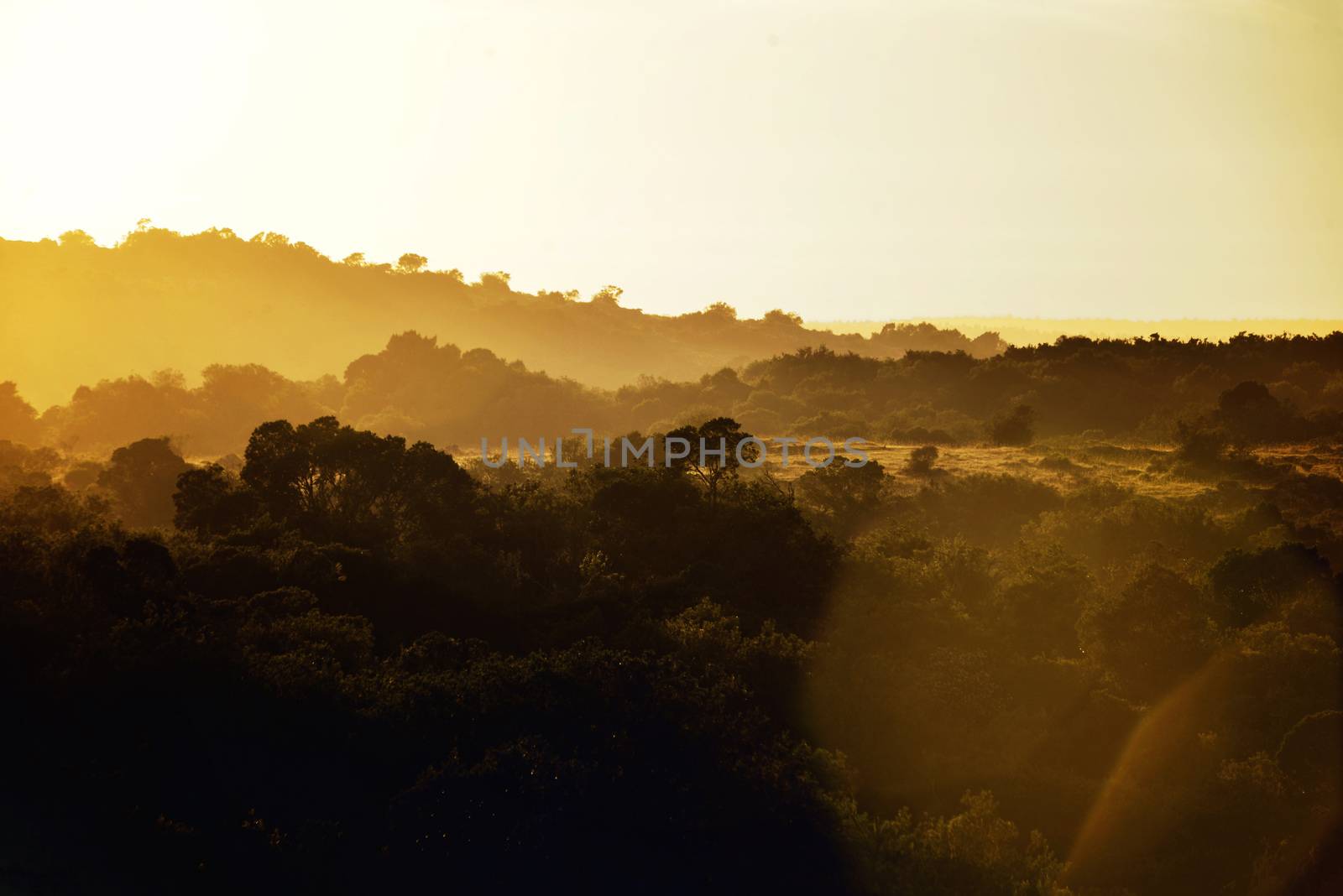 Golden forest nature landscape by cienpies