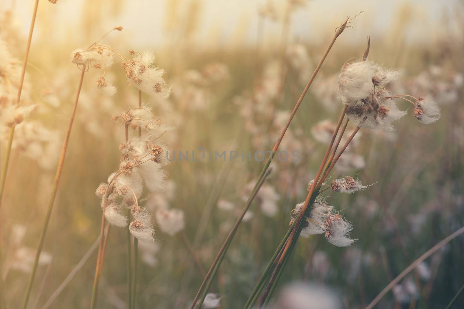 Golden summer sunset with grass and wild flower meadow. Natural landscape vintage retro blurred hipster background