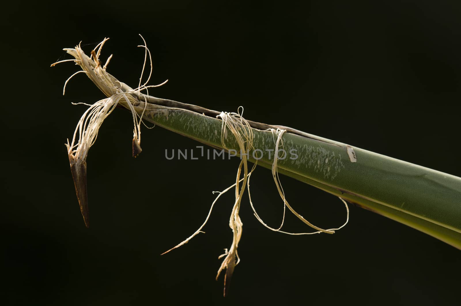 Detail of succulent plant Agave tip of leaf in the sun