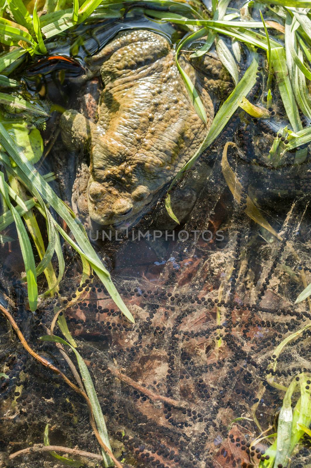 Close up of Mating of toads, Bufo, in water with black eggs