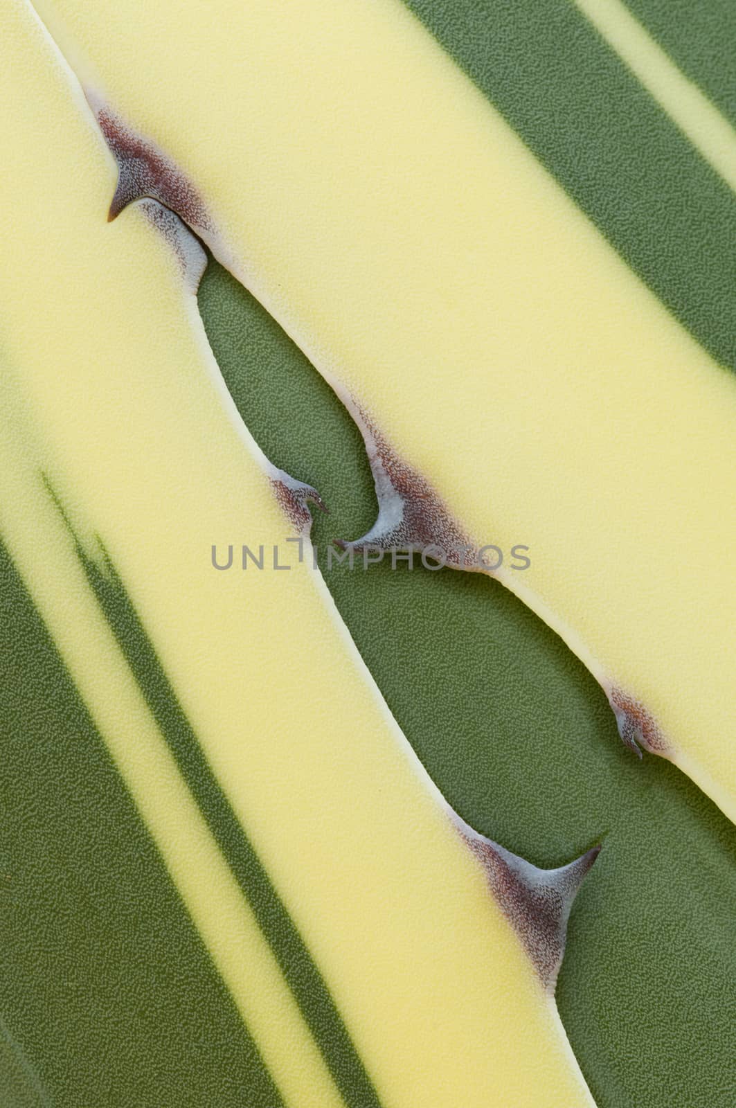 Detail of succulent plant Agave tip of leaf in the sun