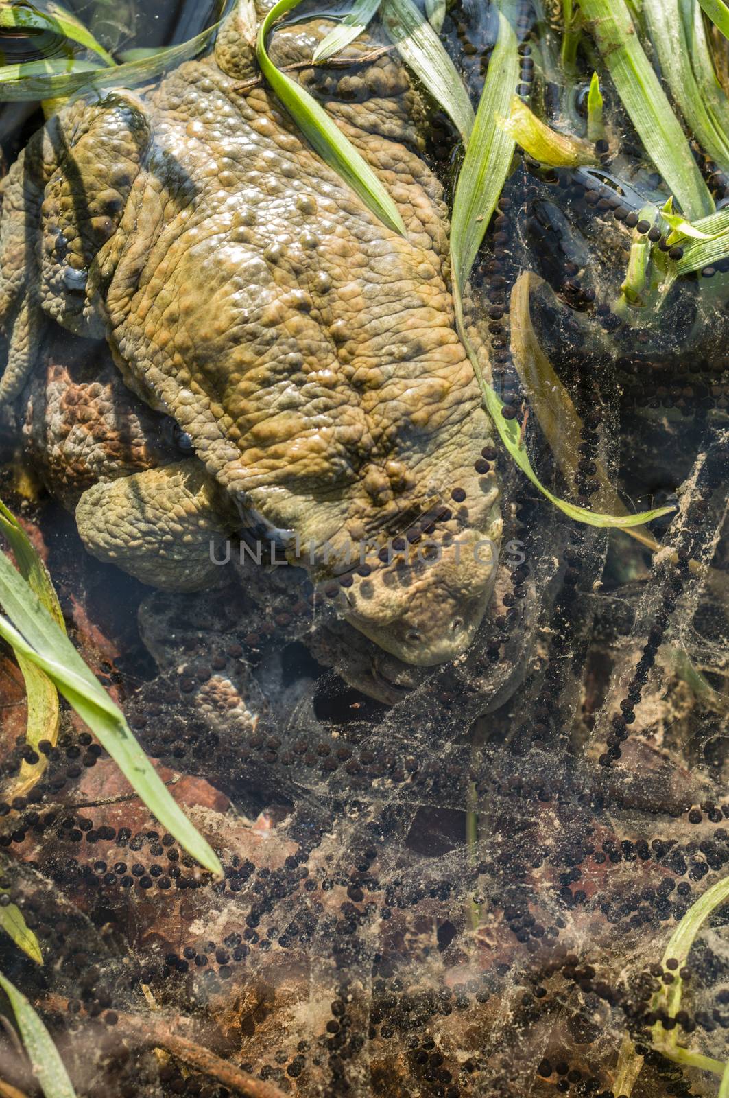 Close up of Mating of toads, Bufo, in water with black eggs