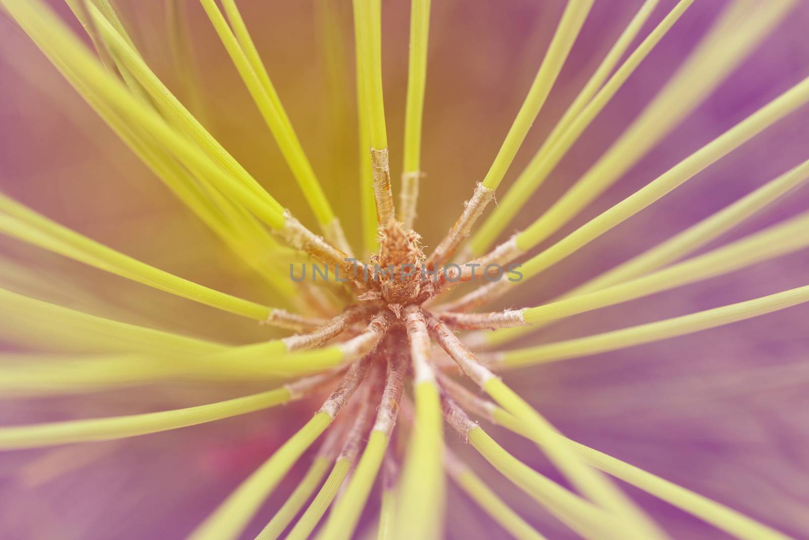 Pine tree branch macro close up by cienpies