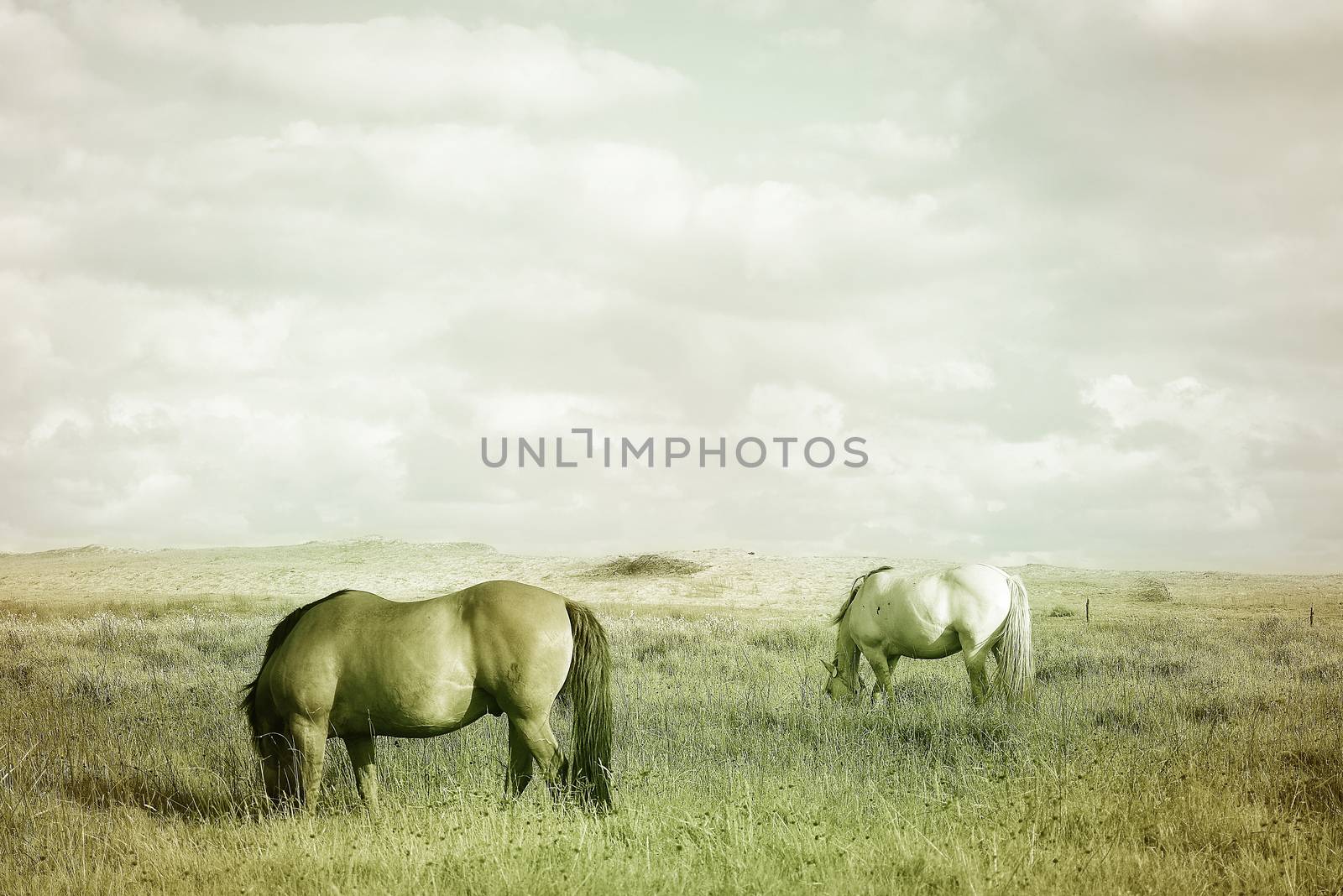 Countryside landscape with grazing horses on pasture under cloudy sky. Soft warm colors vintage effect photography.