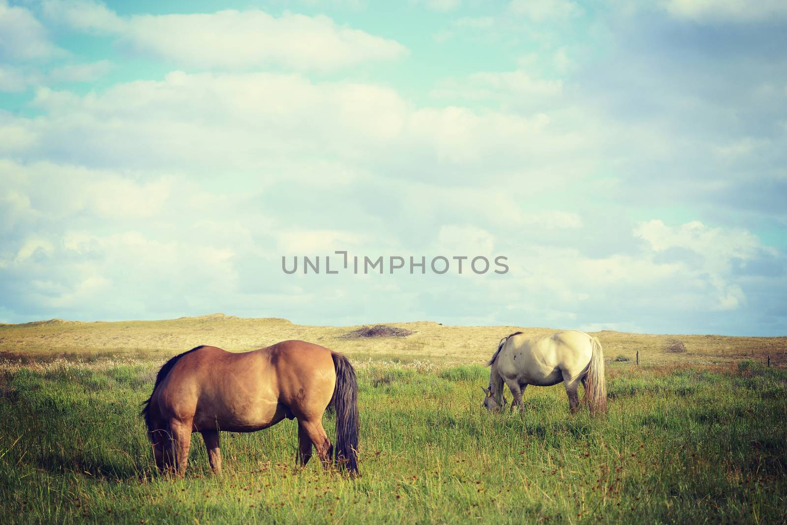 Grazing horses on pasture under blue sky countryside landscape. Vibrant colors vintage effect photography.