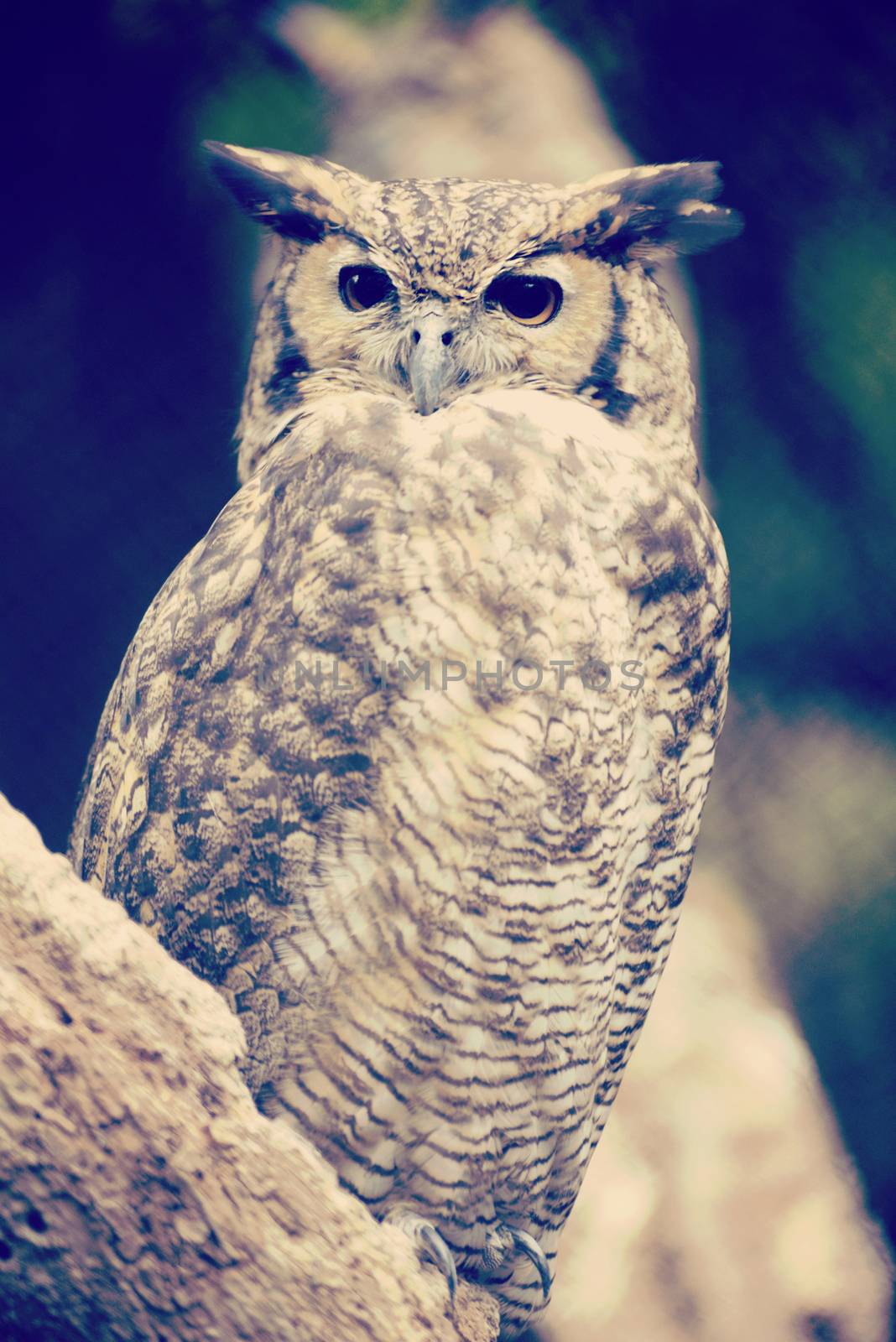 Eagle owl on a tree with vintage soft colors effect.