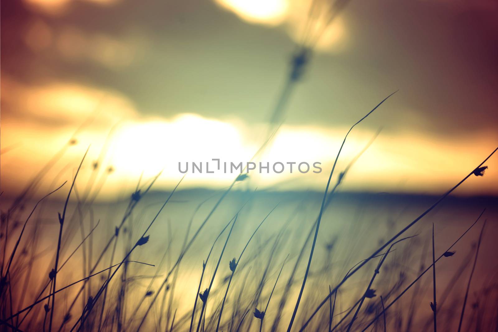 Wild grasses at golden summer sunset vintage landscape background.