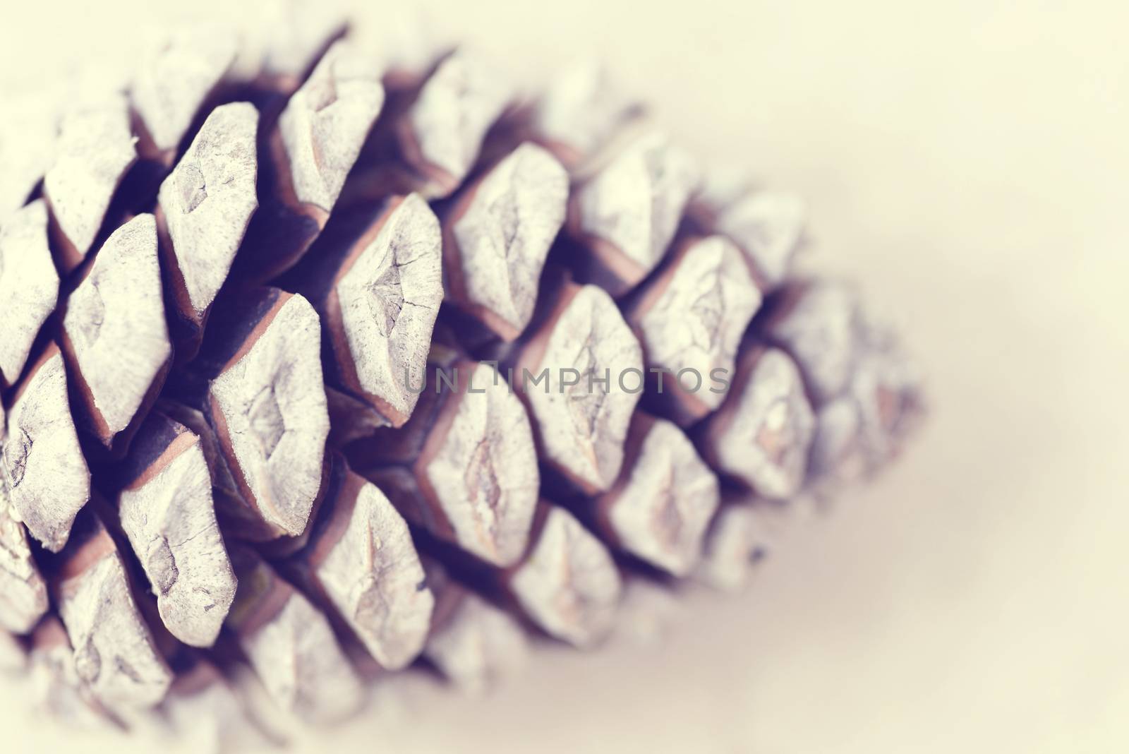 Pine cone macro shot in vintage style. Blurred background for winter or christmas season.