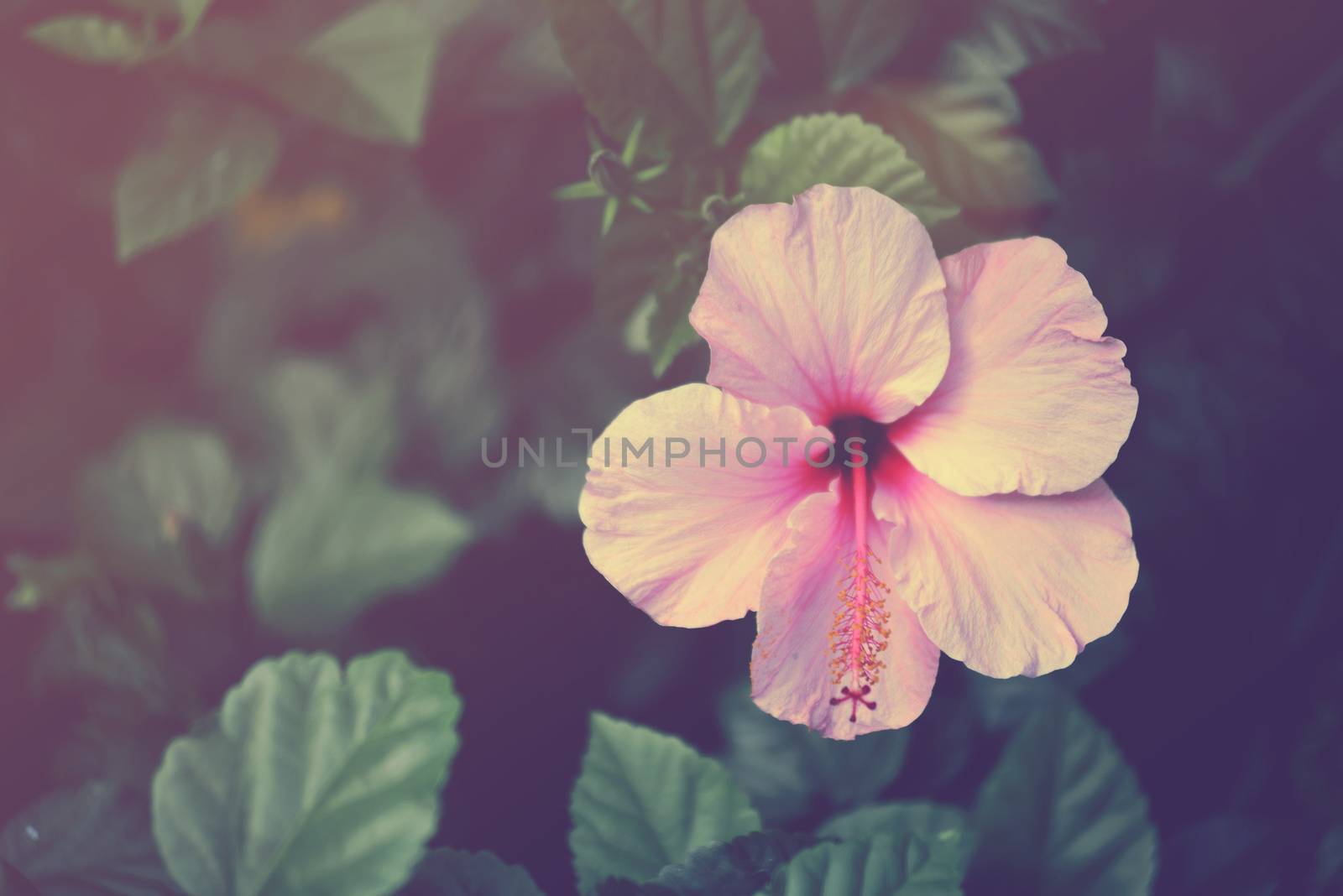 Vintage hibiscus pink flower close up. Retro soft color effect hipster picture.