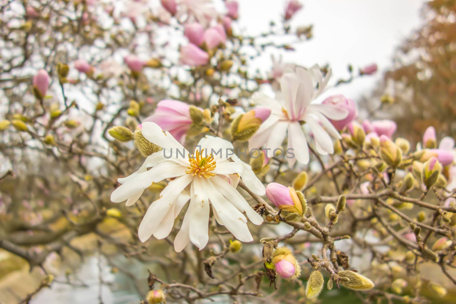 Blossoming of magnolia flowers in spring time by digidreamgrafix