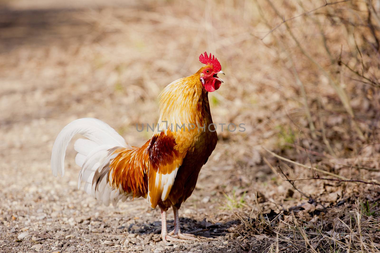 Crowing rooster on farm