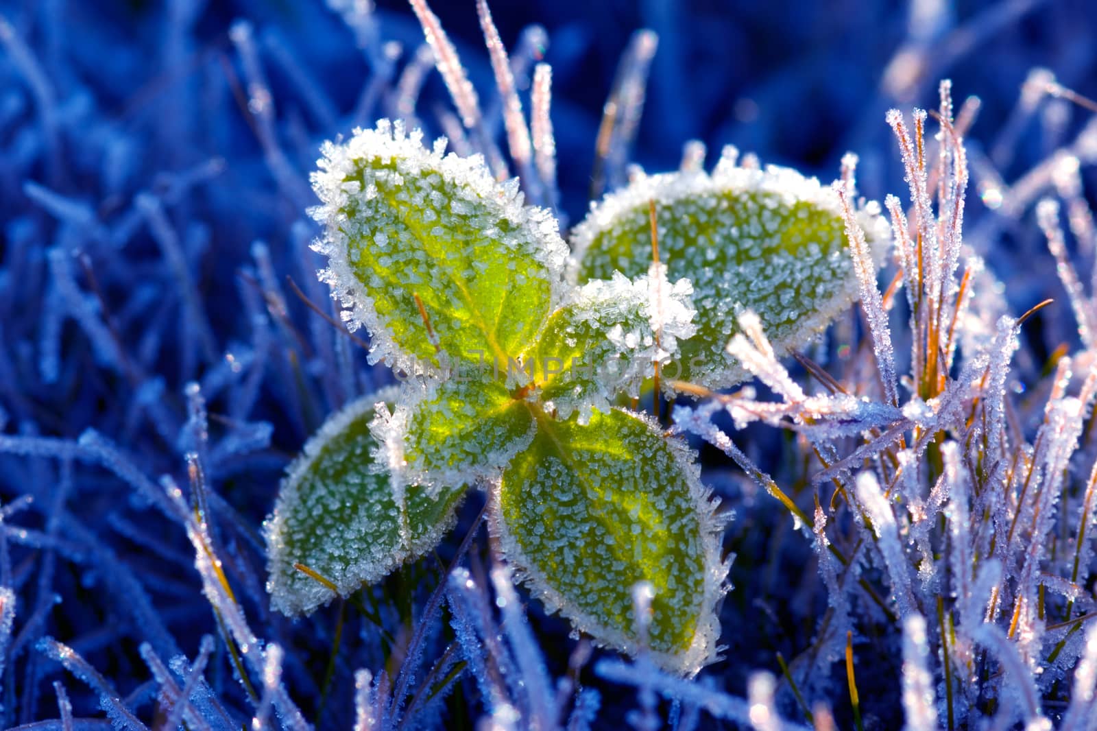 Beautiful green petal (winter, hoarfrost). A dark blue background.