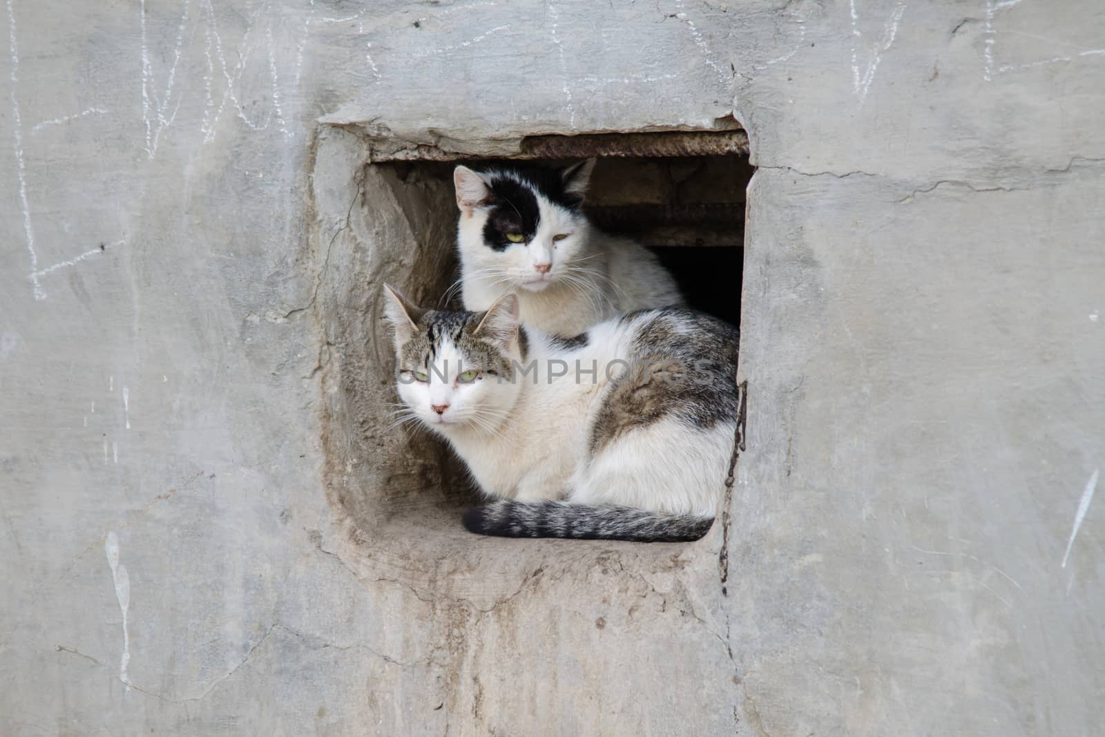 Two street cats sit in a square hole or window in concrete wall